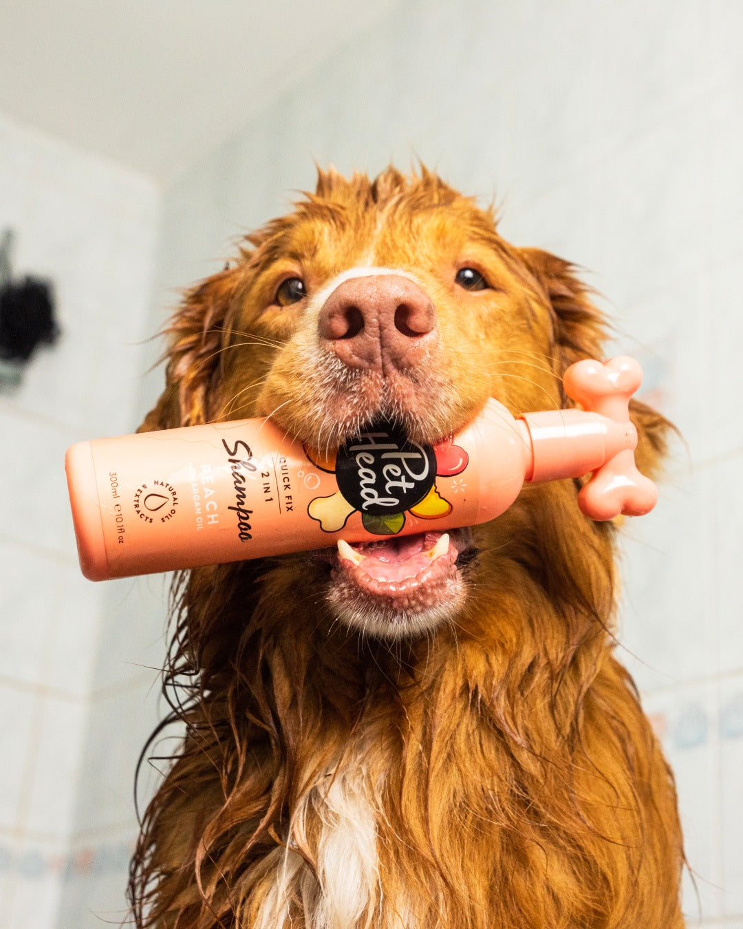 Why Pet Head Dog Shampoo Is a Popular Choice for Dog Owners